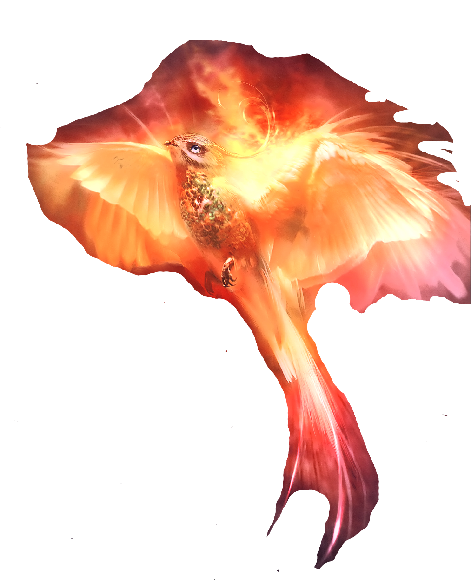 bird